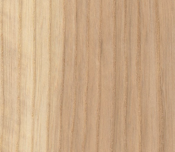 Macro Oak Wood